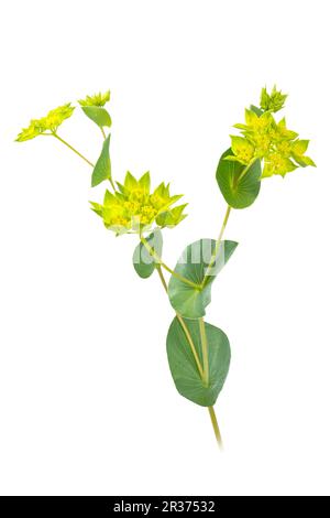 Rundblättriges Hasenohr (Bupleurum rotundifolium) Stockfoto