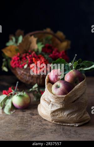 Äpfel in einer Papiertüte vor einem Korb mit Rowan-Beeren Stockfoto