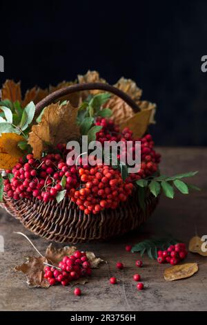 Rowan-Beeren und Herbstblätter in einem Korb Stockfoto