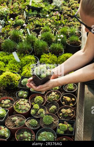 Die Sukkulenten in den Blumenmarkt Stockfoto