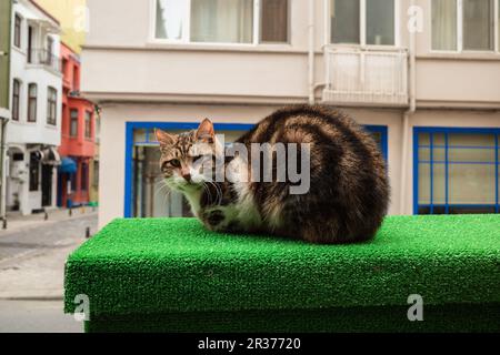 Istanbul streunende Katzen. Streunende Katze auf der Straße. Istanbul Turkiye. Hochwertiges Foto Stockfoto