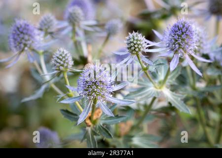 Kleine Menschenstreu (Eryngium planum) Stockfoto