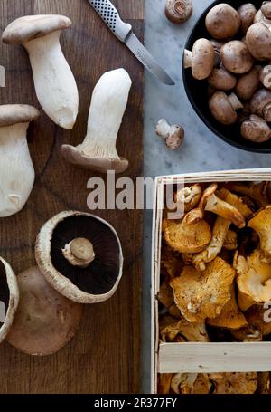 Wilde Pilze Stockfoto