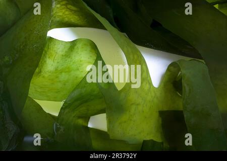 Detail der wakame Algen auf weiß von oben. Stockfoto