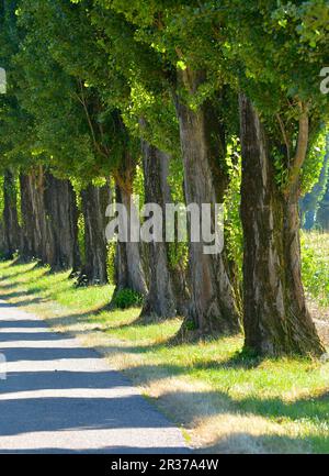 Pappelstraße bei Stupferich, Karlsruhe Stockfoto