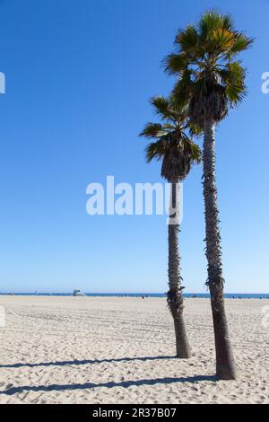 Palmen am Strand von Santa Monica - Los Angeles - an einem sonnigen Tag mit einem perfekten blauen Himmel Stockfoto