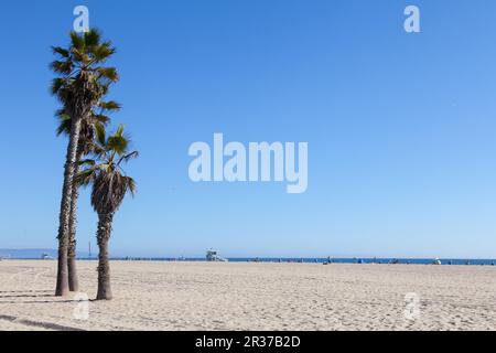 Palmen am Strand von Santa Monica - Los Angeles - an einem sonnigen Tag mit einem perfekten blauen Himmel Stockfoto