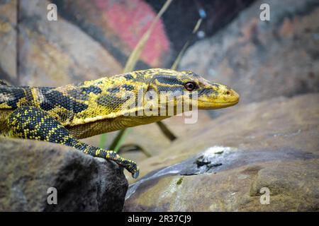 Philippinischen Wasser-Monitor (Varanus Cumingi) Stockfoto