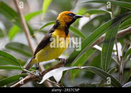 Schwarzhalswebel (Ploceus nigricollis), der auf einem Ast ruht Stockfoto