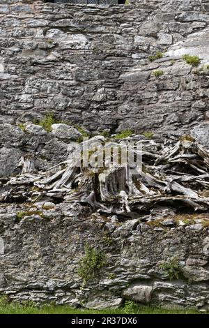 Die Wurzeln eines alten toten Baumes, die in den Stein von Blarney Castle in Irland gemischt wurden. Stockfoto