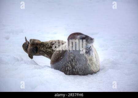 Weddell Seal auf einem Eisberg in der Antarktis Nahaufnahme Stockfoto