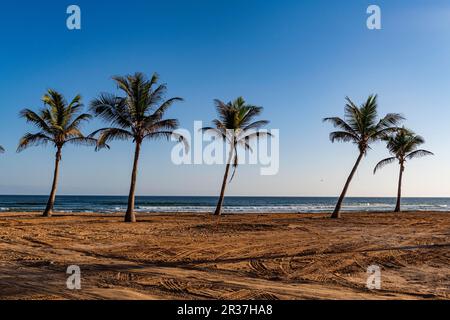 Palmen im Hintergrund am Mughsail Beach, Salalah, Oman Stockfoto