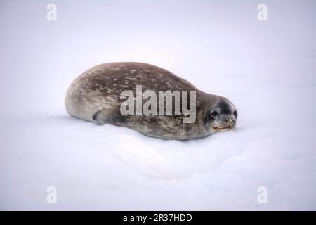 Weddell Seal auf einem Eisberg in der Antarktis Nahaufnahme Stockfoto