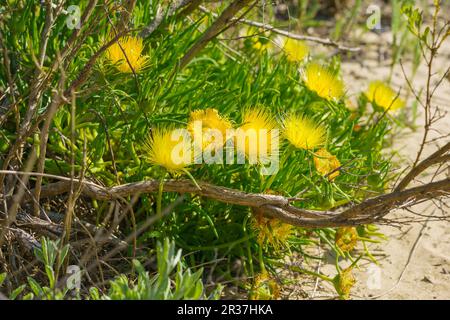 Leuchtend gelbe Blüten der saftigen Pflanze Schweinswurzel (Conicosia pugioniformis), die in der Wüste, Kalifornien, blüht Stockfoto