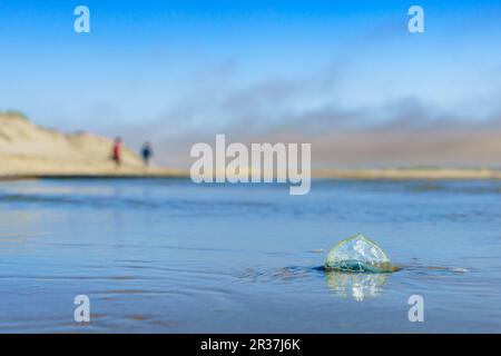 Blue Sail Qualle, oder Segelsegler, oder Velella Velella, aus der Nähe des Strandes. Ein winziges Segel erlaubt dem Organismus, auf See zu reisen Stockfoto