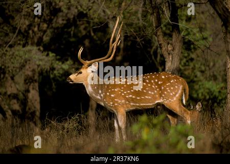 Cervus chitals (Achsenachse), Chital, Hirsch, Huftiere, Paarhufer, Saeugetiere, Tiere, Wild, Chital oder Spotted Stockfoto