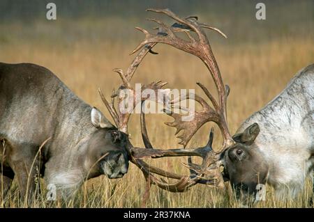 Woodland caribou (Rangifer tarandus caribou) zwei ausgewachsene Kampftiere, Nahaufnahme der Köpfe, Yukon, Kanada Stockfoto