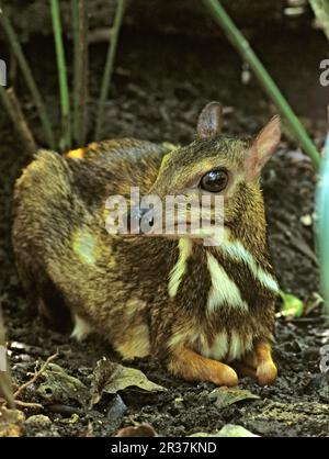 Java-Mäusehirsch (Tragulus javanicus), Lesser-Mäusehirsch, Trughirsch, Huftiere, gleichzehige Huftiere, Säugetiere, Tiere Stockfoto