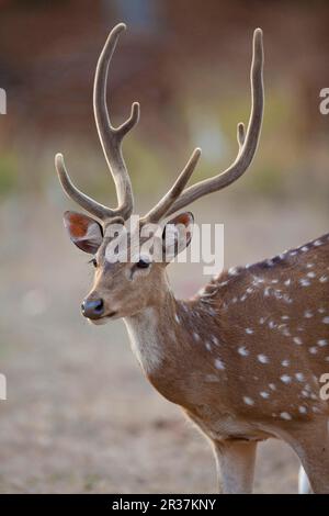 Gefleckter Hirsch (Achsenachse), männlich, Erwachsener, Nahaufnahme des Kopfes, mit Samtgeweih, Kanha N. P. Madhya Pradesh, Indien Stockfoto