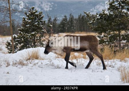 Caribou, Karibus, Hirsch, Huftiere, Säugetiere, Tiere, Waldwälder Karibus (Rangifer tarandus caribou), weiblich, im Schnee, Yukon Stockfoto