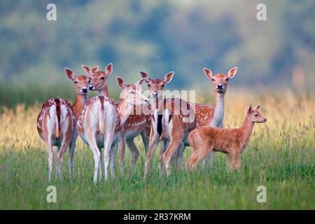 Herde von Schwarzwild (Dama dama), mit zwei Wochen altem Awn, Suffolk, England, Vereinigtes Königreich Stockfoto