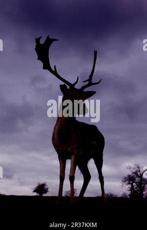 Schwarzwild (Dama dama) Buck, Silhouetted at Dusk, Knole Park, Kent, England, Vereinigtes Königreich Stockfoto