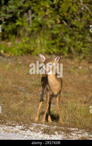 Schlüsselhirsche (Odocoileus virginianus clavium), Schlüsselhirsche, Hirsche, Huftiere, Säugetiere, Tiere, Junghirsche, Florida utricularia ochroleuca (U.) Stockfoto