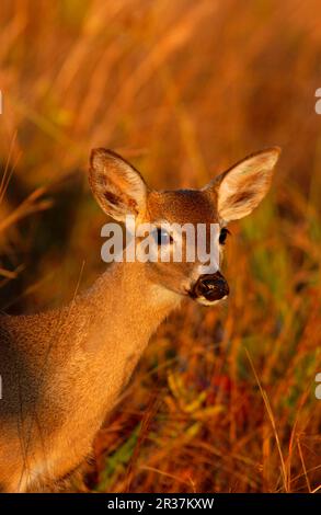 Großhirsch (Odocoileus virginianus clavium) Alarm weiblich, Nahaufnahme des Kopfes, Florida (U.) S.A. Stockfoto