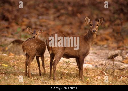 Schweinshirsch (Axis porcinus), weiblich, ausgewachsen, mit Hundefleisch, Südostasien Stockfoto