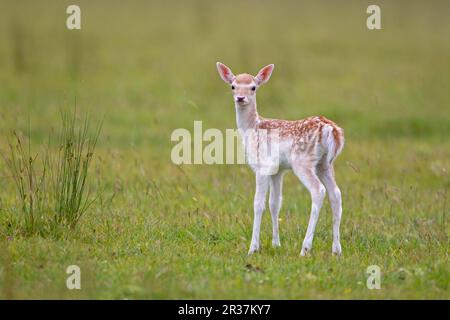 Schwarzwild (Dama dama), Schwarzwild, Huftiere, Säugetiere, Tiere, Schwarzwild, steht auf Wiese, Helmingham Hall Deer Park, Suffolk Stockfoto