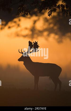 Schwarzwild (Dama dama) Buck, Silhouetted at Dawn during rutting Season, Helmingham Hall Deer Park, Suffolk, England, Großbritannien Stockfoto