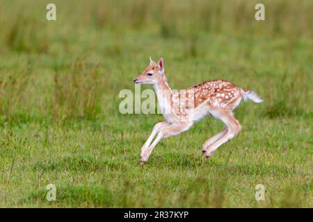 Schwarzwild (Dama dama), Schwarzwild, Huftiere, Säugetiere, Tiere, Fallow Deer Fawn, Stotting, Helmingham Hall Deer Park, Suffolk, England Stockfoto