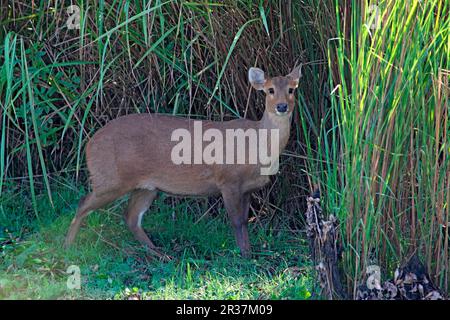 Schweinshirsch (Axis porcinus), weiblich, neben langem Gras stehend, Kaziranga N. P. Assam, Indien Stockfoto