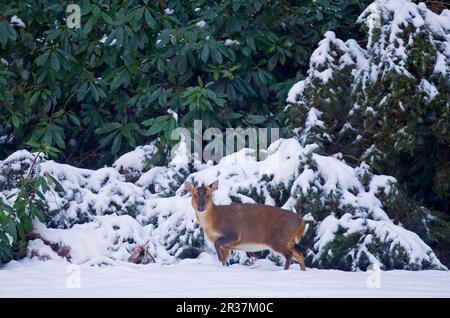 chinesischer Muntjac (Muntiacus reevesi) führte Arten ein, Erwachsene Frauen, die im Schnee stehen, Norfolk, England, Winter Stockfoto