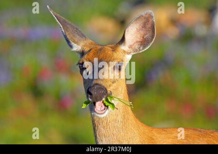 Kolumbianischer Schwarzwedelhirsch (Odocoileus hemionus columbianus), Nahaufnahme des Kopfes, Fütterung in einer subalpinen Wiese, Mount Rainier N. P. Washington Stockfoto