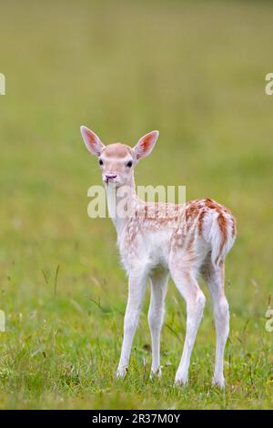 Schwarzwild (Dama dama), Schwarzwild, Huftiere, Säugetiere, Tiere, Schwarzwild, steht auf Wiese, Helmingham Hall Deer Park, Suffolk Stockfoto