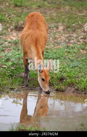 Sumpfhirsch (Blastocerus dichotomus), Sumpfhirsch, Hirsch, Huftiere, gleichzehige Huftiere, Säugetiere, Tiere, weibliche Marsh Deer, trinkend Stockfoto