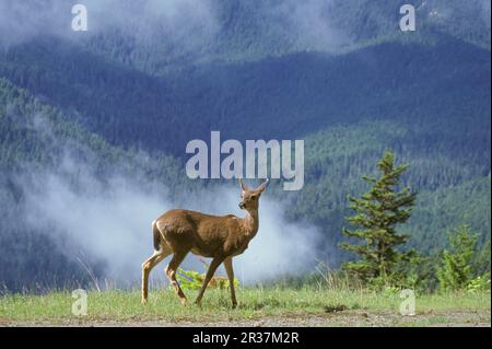 Maultierwild (Odocoileus hemionus), Maultierwild, Großohriger Hirsch, Großohriger Hirsch, Hirsch, Huftiere, Säugetiere, Tiere, Columbia Schwarzschwanzhirsche Stockfoto