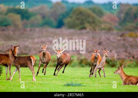 Rotwild (Cervus elaphus), Hirsch, Hirschjagd, während der Rinne, Minsmere RSPB Reserve, Suffolk, England, Vereinigtes Königreich Stockfoto