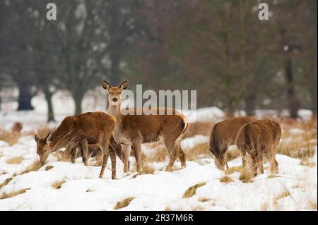 Rotwild (Cervus elaphus), Rotwild, Hirsch, Huftiere, Huftiere, Säugetiere, Tiere, Red Deer Hintern, Fütterung im Schnee, Richmond Park, Nach London Stockfoto