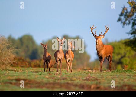 Rotwild (Cervus elaphus), Hirsch mit zwei Hintern und Kalb, stehend, während der Rutsche, Minsmere RSPB Reserve, Suffolk, England, Vereinigtes Königreich Stockfoto