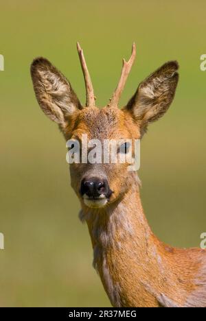 Rotwild (Capreolus capreolus), unreifer Buck, Nahaufnahme des Kopfes, mit Formmantel, Oxfordshire, England, Vereinigtes Königreich Stockfoto