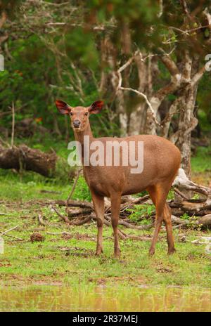 Sambarhirsch (Cervus unicolor), weiblich, im Feuchtwaldgebiet, Yala N. P. Sri Lanka Stockfoto