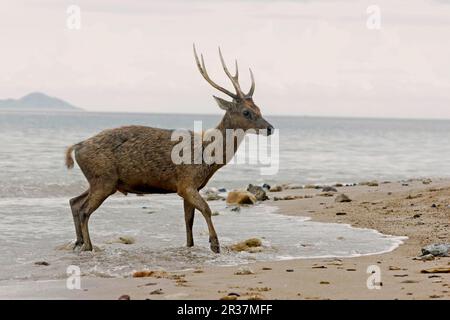 Flores Rusa (Rusa timorensis floresiensis), männlicher Erwachsener, in der Flora am Strand, Komodo N. P. Komodo Island, Lesser Sunda Islands, Indonesien Stockfoto