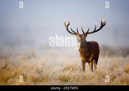 Rotwild (Cervus elaphus), reifer Hirsch, brüllend, steht im Frost an einem nebligen Morgen während der Rutsche, Richmond Park, London, England, Vereinigtes Königreich Stockfoto