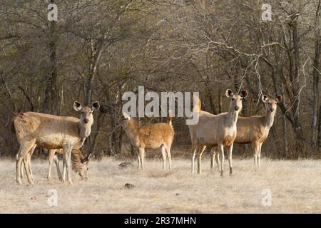 Sambarsch-Hirsch (Rusa unicolor), ausgewachsene Weibchen und Jungtiere, Alarm mit aufgehobenem Schwanz am Waldrand, Ranthambore N. P. Rajasthan, Indien Stockfoto