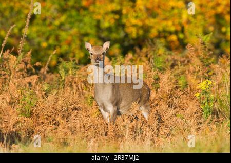 Sika-Hirsche, sika-Hirsche (Cervus nippon), Hirsche, Huftiere, Säugetiere, Tiere, Sika Deer Hind, Stand in Bracken, Knole Park, Kent, England, Herbst Stockfoto