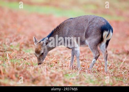 Sika-Hirsch (Cervus nippon) führte Arten ein, die sich im Regen von Farnen ernähren, Knole Park, Kent, England, Vereinigtes Königreich Stockfoto