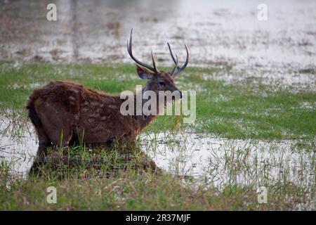 Sambarhirsch (Rusa Unicolor), ausgewachsener Mann, Fütterung von Pflanzen im Wasser, Ranthambore N. P. Rajasthan, Indien Stockfoto