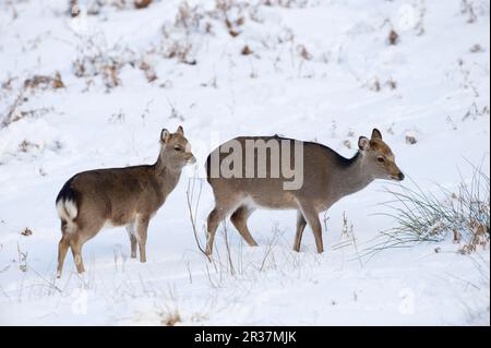 Sika-Hirsche, sika-Hirsche (Cervus nippon), Hirsche, Huftiere, Säugetiere, Tiere, Sika Deer Hind und Kalb, im Schnee stehend, Knole Park, Kent, England, Im Winter Stockfoto